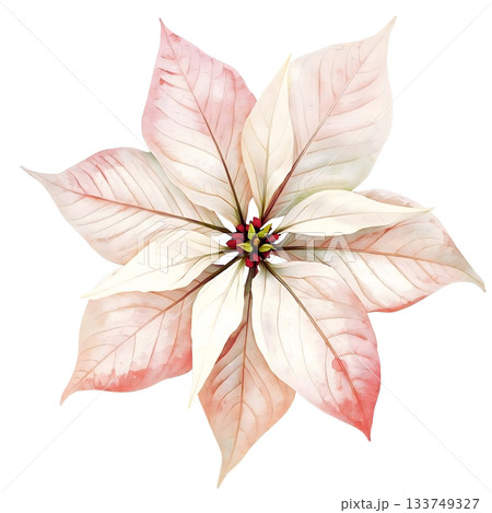 白いポインセチアの花のイラスト 133749327