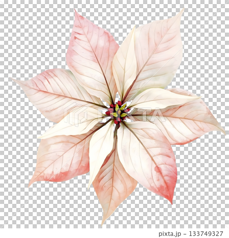 白いポインセチアの花のイラスト 133749327