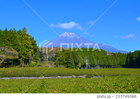 茶畑　大淵笹場　富士山　富士市 133749366
