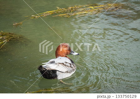 琵琶湖疏水のホシハジロ(オス) 琵琶湖疏水のホシハジロ(オス) 133750129