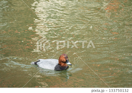 琵琶湖疏水を泳ぐホシハジロ（オス） 133750132