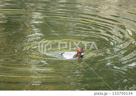 琵琶湖疏水を泳ぐホシハジロ(オス) 琵琶湖疏水を泳ぐホシハジロ(オス) 133750134