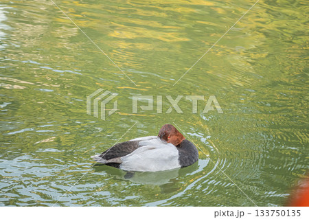 居眠りしながら水上を漂うホシハジロ(オス) 琵琶湖疏水 京都市 居眠りしながら水上を漂うホシハジロ(オス) 琵琶湖疏水 京都市 133750135