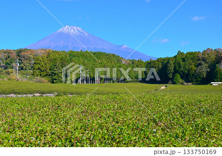 大淵笹場 茶畑 富士山 富士市 大淵笹場 茶畑 富士山 富士市 133750169