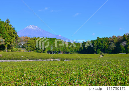 大淵笹場 茶畑 富士山 富士市 大淵笹場 茶畑 富士山 富士市 133750171
