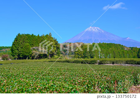 大淵笹場　茶畑　富士山　富士市 133750172