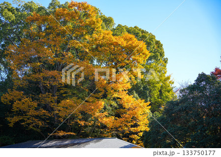 神宮徴古館紅葉 神宮徴古館紅葉 133750177