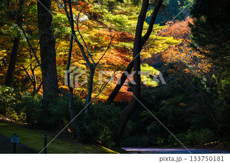神宮徴古館紅葉 133750181