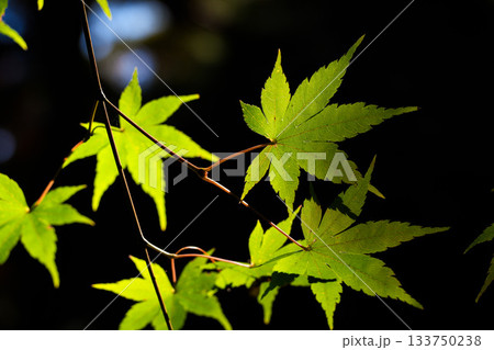 神宮徴古館紅葉 133750238