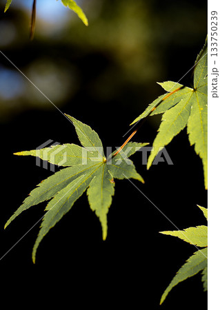 神宮徴古館紅葉 神宮徴古館紅葉 133750239