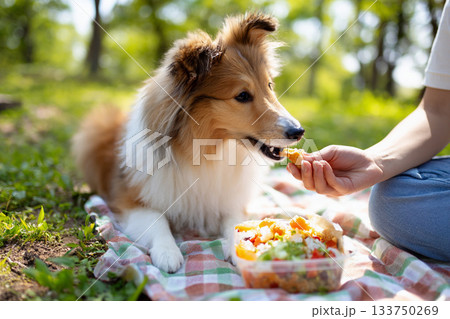 愛犬と一緒に春のピクニックタイム 133750269