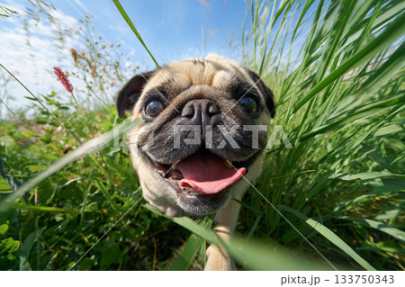 草むらを駆け抜ける元気なパグの笑顔 133750343