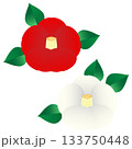 シンプルで可愛い赤と白の椿のイラストセット 133750448