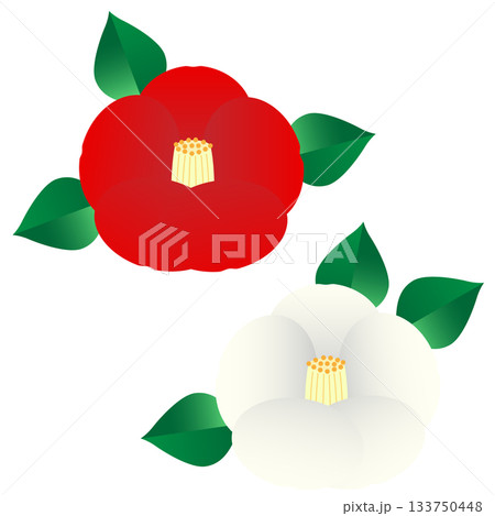 シンプルで可愛い赤と白の椿のイラストセット シンプルで可愛い赤と白の椿のイラストセット 133750448