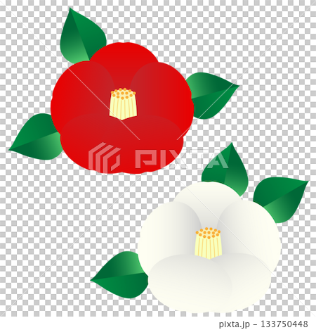 シンプルで可愛い赤と白の椿のイラストセット シンプルで可愛い赤と白の椿のイラストセット 133750448
