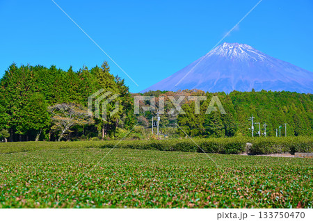 大淵笹場　茶畑　富士山　富士市 133750470
