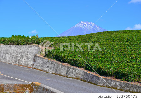 大淵笹場 茶畑 富士山 富士市 大淵笹場 茶畑 富士山 富士市 133750475
