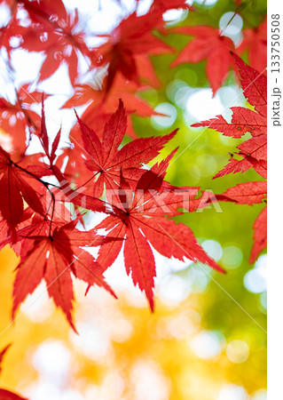 紅葉 紅葉 133750508