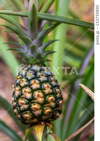 日本 ジャパン 日本国 133750895