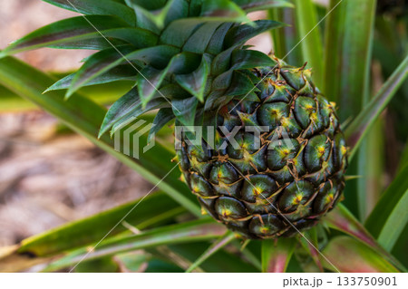 日本 ジャパン 日本国 133750901