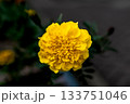 マリーゴールド 133751046