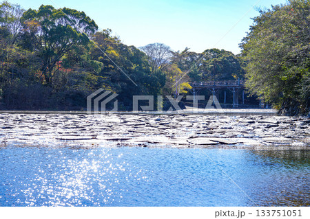 伊勢神宮内宮紅葉 伊勢神宮内宮紅葉 133751051