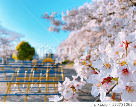 熊谷市万平公園盛開的櫻花 熊谷市万平公園盛開的櫻花 133751068