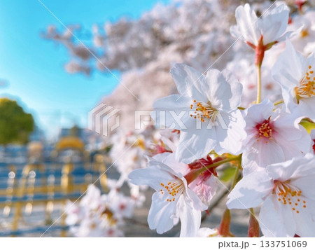 熊谷市万平公園盛開的櫻花 133751069