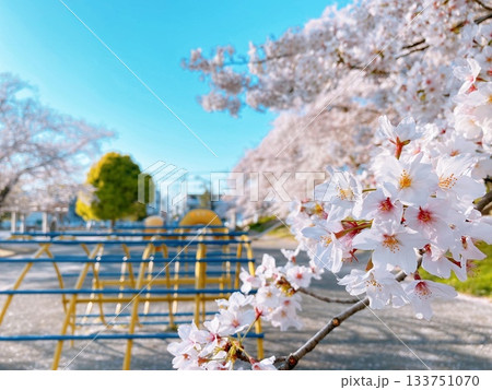 熊谷市万平公園盛開的櫻花 133751070