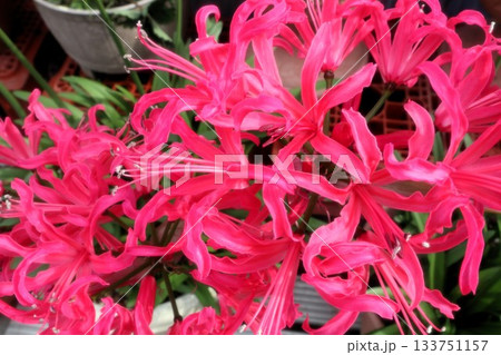 球根の花：ネリネ（ダイヤモンドリリー）彼岸花科 :花壇の花 133751157