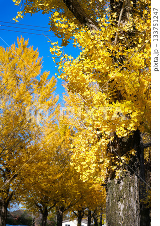 伊勢神宮内宮紅葉 133751247