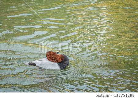 水に浮かびながら羽づくろいするホシハジロ（オス） 133751299