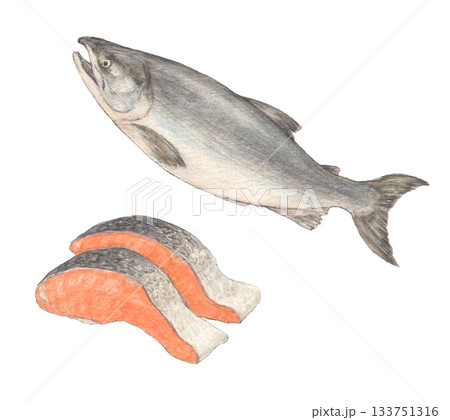 鮭と鮭の切り身 水彩色鉛筆イラスト 鮭と鮭の切り身 水彩色鉛筆イラスト 133751316
