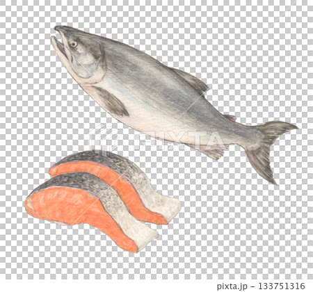 鮭と鮭の切り身 水彩色鉛筆イラスト 鮭と鮭の切り身 水彩色鉛筆イラスト 133751316