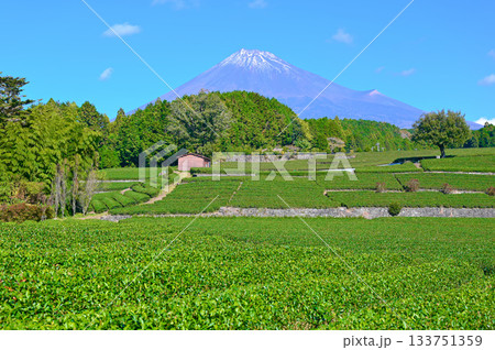 富士山 大淵笹場 茶畑 富士市 富士山 大淵笹場 茶畑 富士市 133751359
