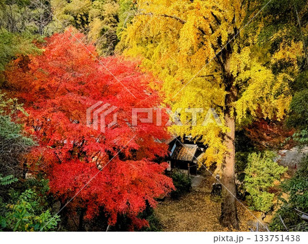 紅葉と銀杏 133751438