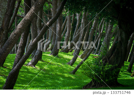 日本 ジャパン 日本国 133751746