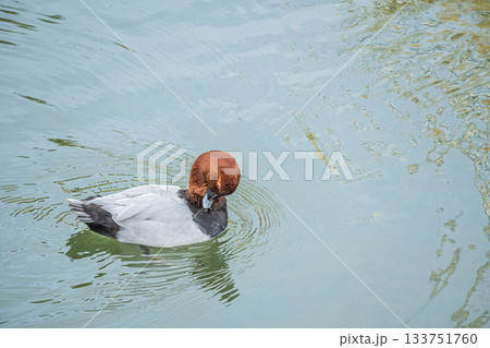水に浮かびながら羽づくろいするホシハジロ（オス） 133751760