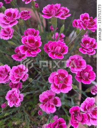 ダイアンサス ピンクキッス 133751773