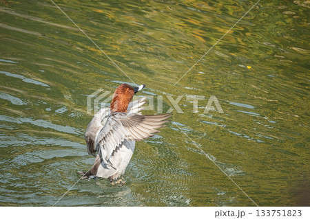 水上で羽ばたくホシハジロ（オス）　琵琶湖疏水　京都市 133751823