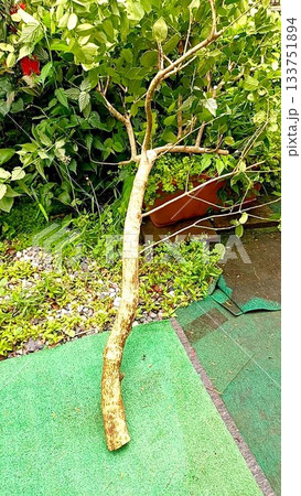 剪定したクリスマスホーリーの枝 133751894