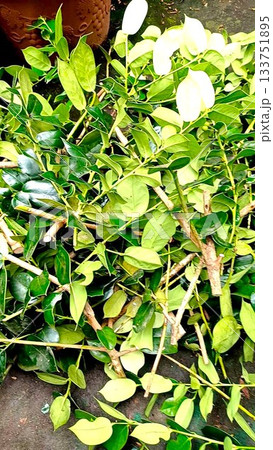 剪定したクリスマスホーリーの枝 剪定したクリスマスホーリーの枝 133751895