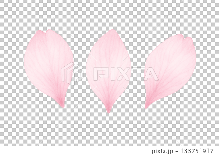 Pale pink petals (set of 3) (watercolor touch) 133751917