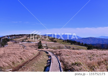 枯れススキの草原にある一本の木道 133752173