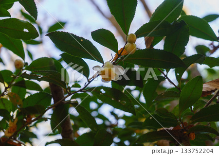 野生のチャノキ・冬に咲く茶の花 133752204