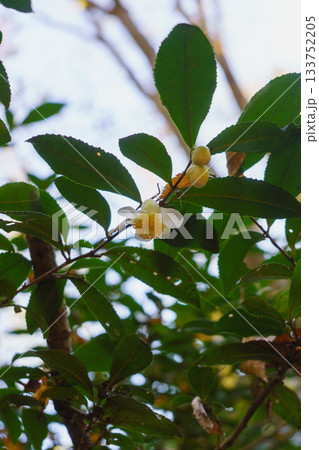 野生のチャノキ・冬に咲く茶の花 133752205