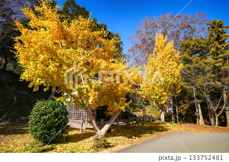 田丸城址紅葉 133752481