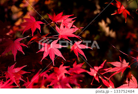 田丸城址紅葉 133752484