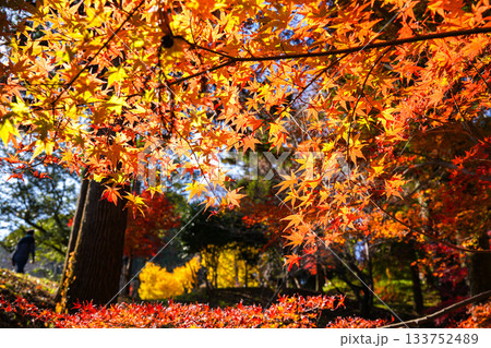 田丸城址紅葉 133752489