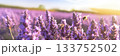 Bees hover over a vibrant field of lavender, bathed in golden sunlight, encapsulating the essence of summer 133752502